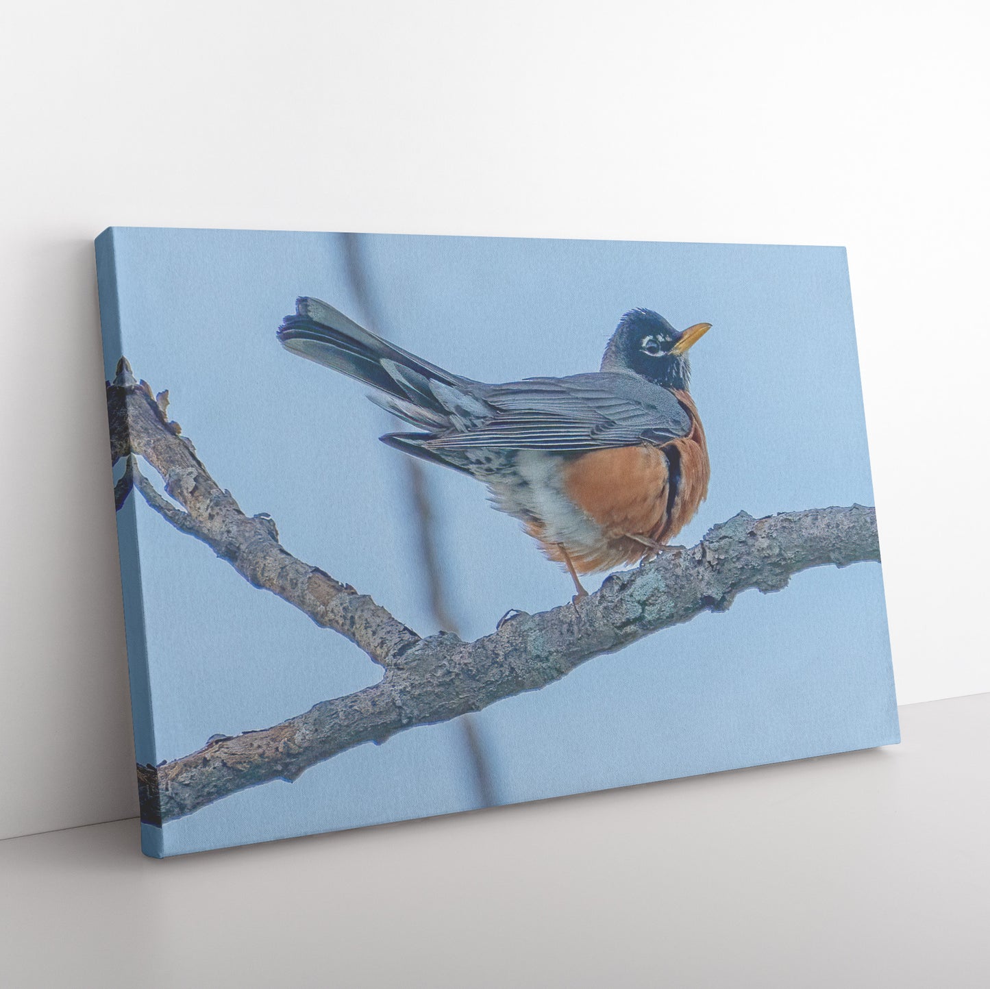 American Robin Canvas Wrap