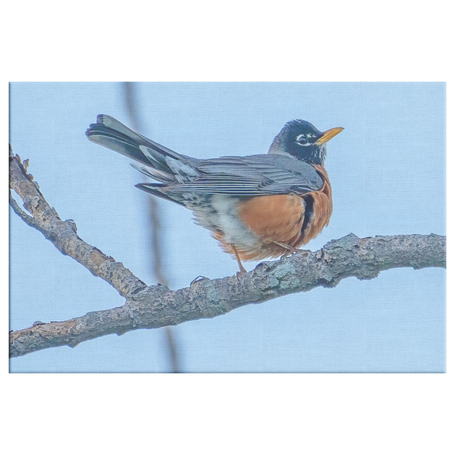 American Robin Canvas Wrap