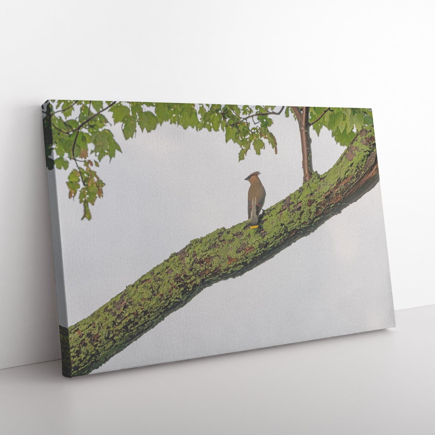 Cedar Waxwing "Painting" Canvas Wrap