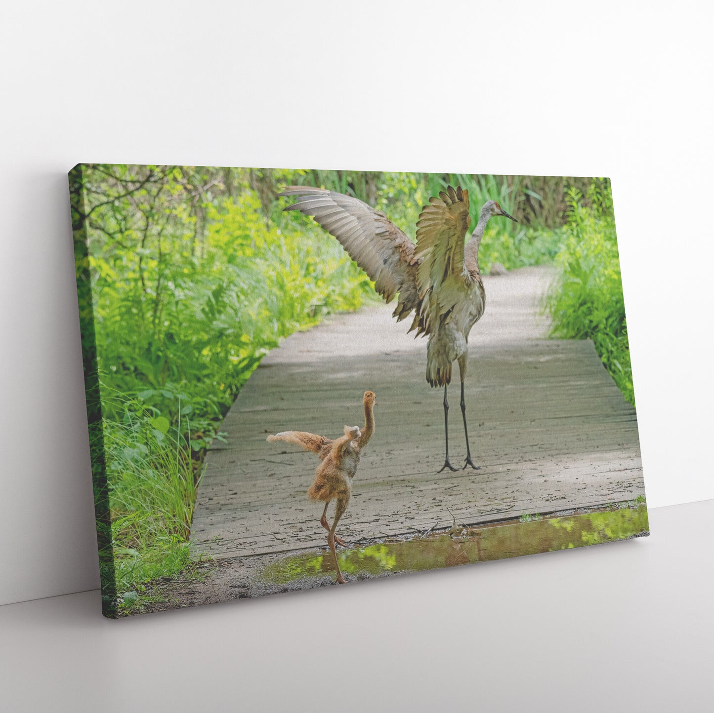 How Sandhill Cranes Learn Canvas Wrap