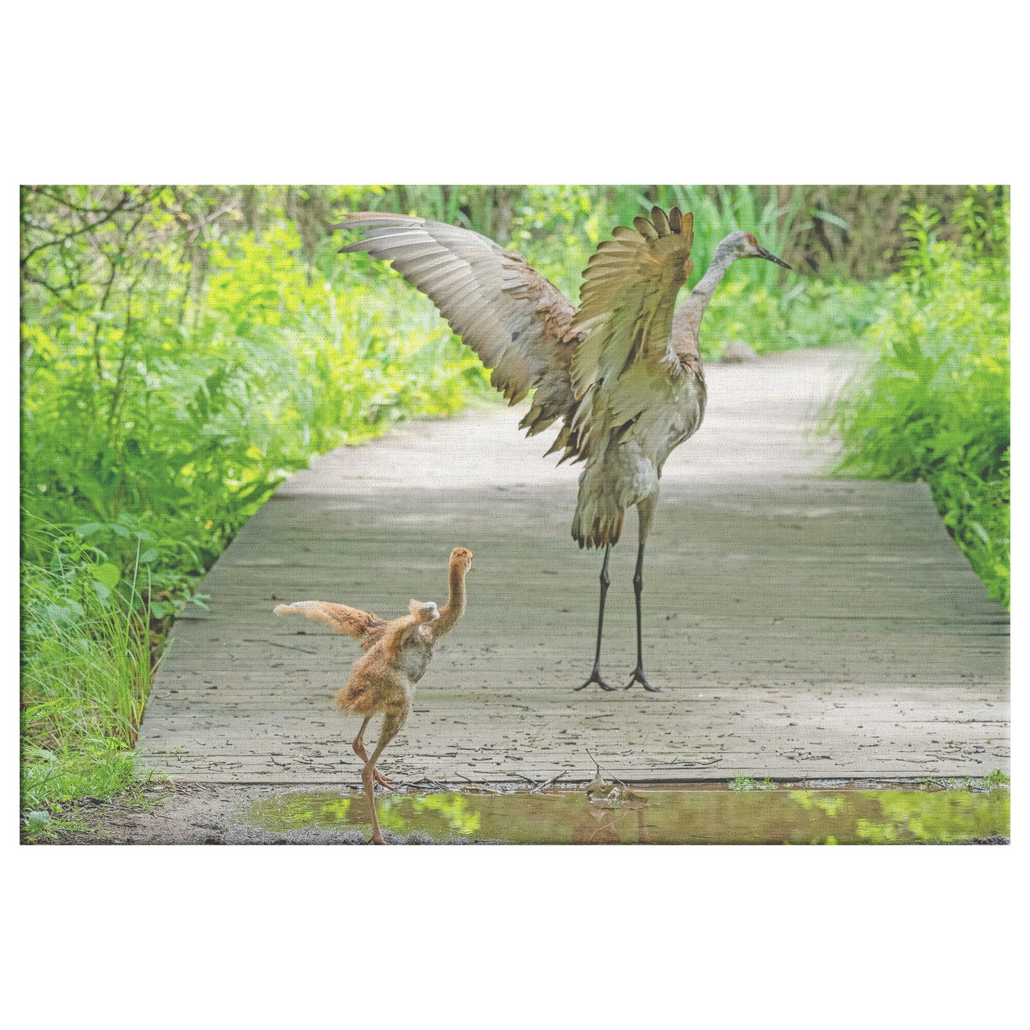 How Sandhill Cranes Learn Canvas Wrap