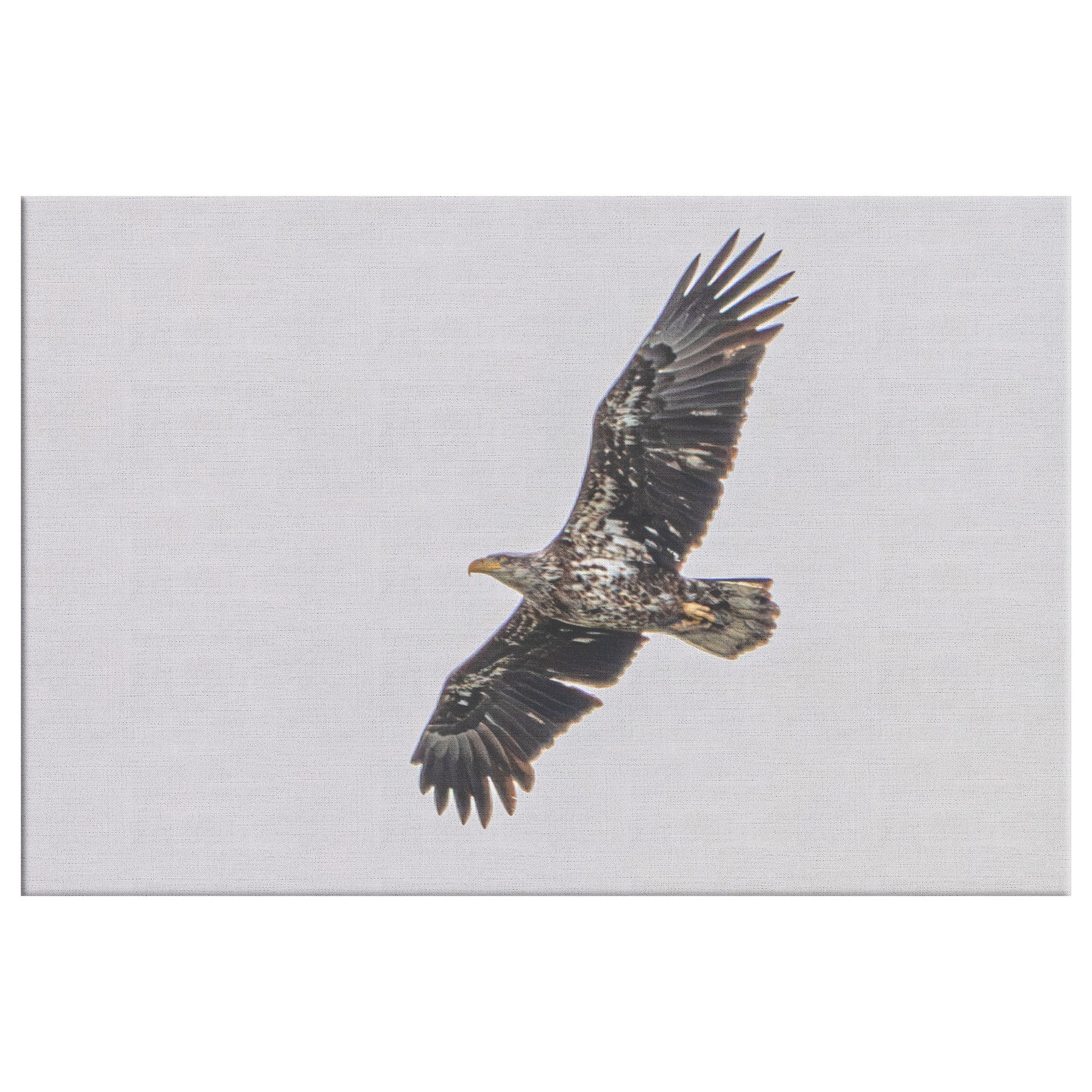 Bald Eagle in Flight Canvas Wrap