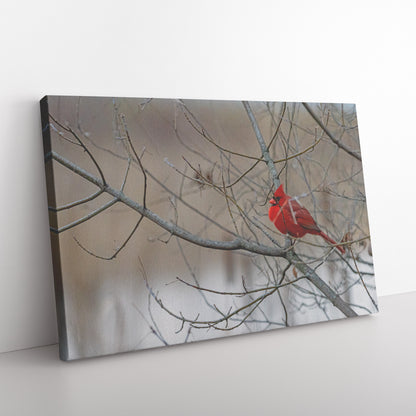 A Cardinal Among the Branches Canvas Wrap