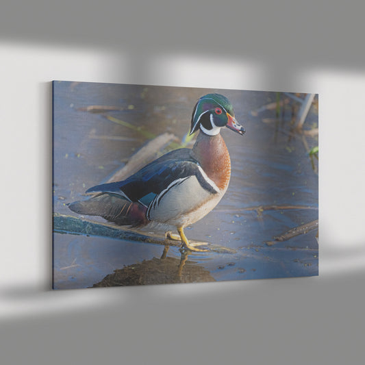 Male Wood Duck on Display Canvas WrapMale Wood Duck on Display Canvas Wrap