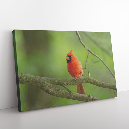 Northern Male Cardinal Canvas Wrap