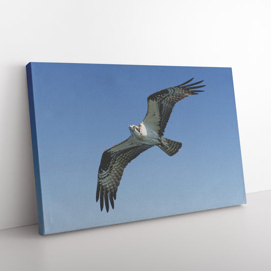 Osprey in Flight Canvas Wrap