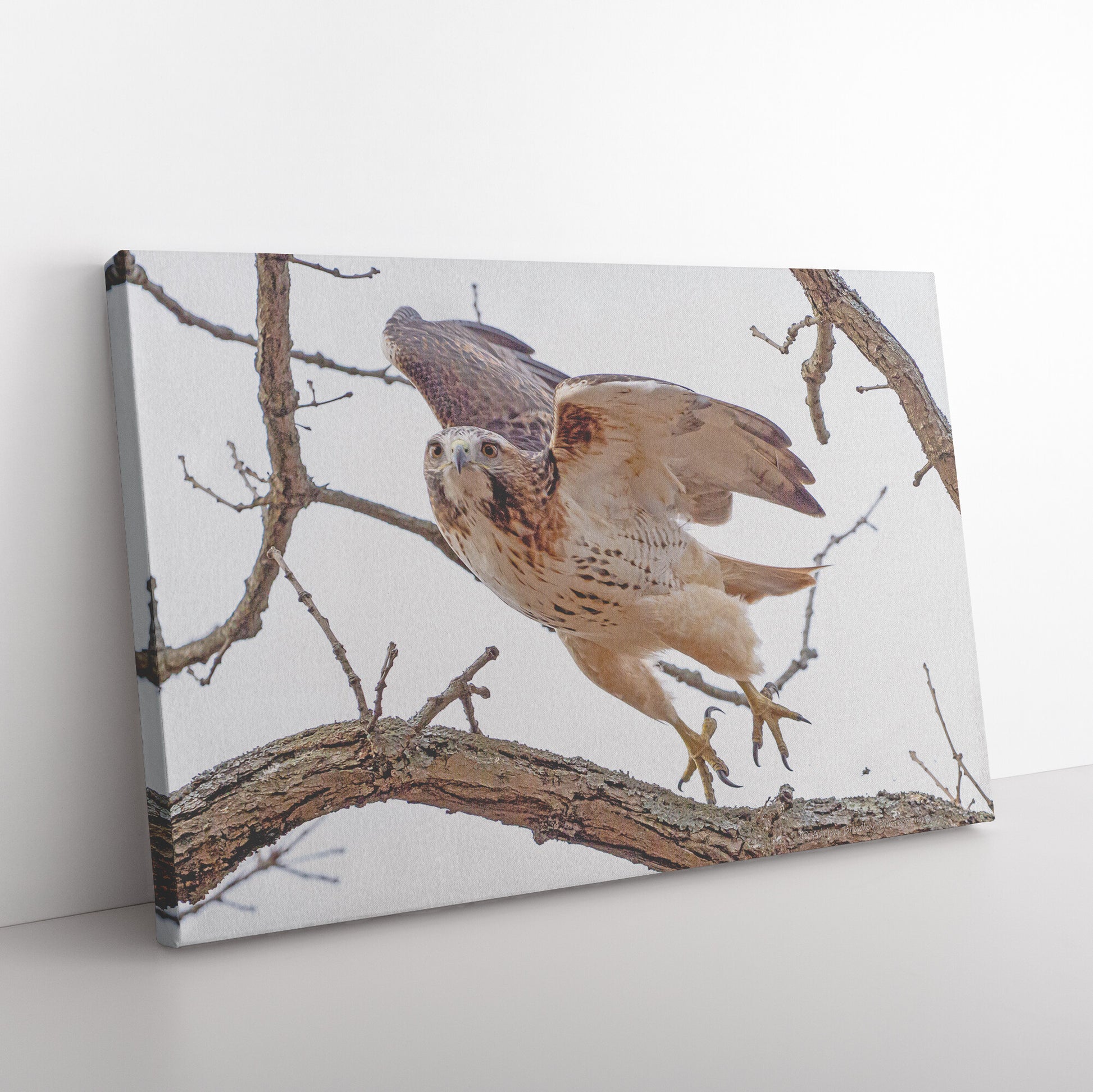 Red Tailed Hawk Takeoff Canvas Wrap